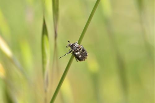 Valgus hemipterus